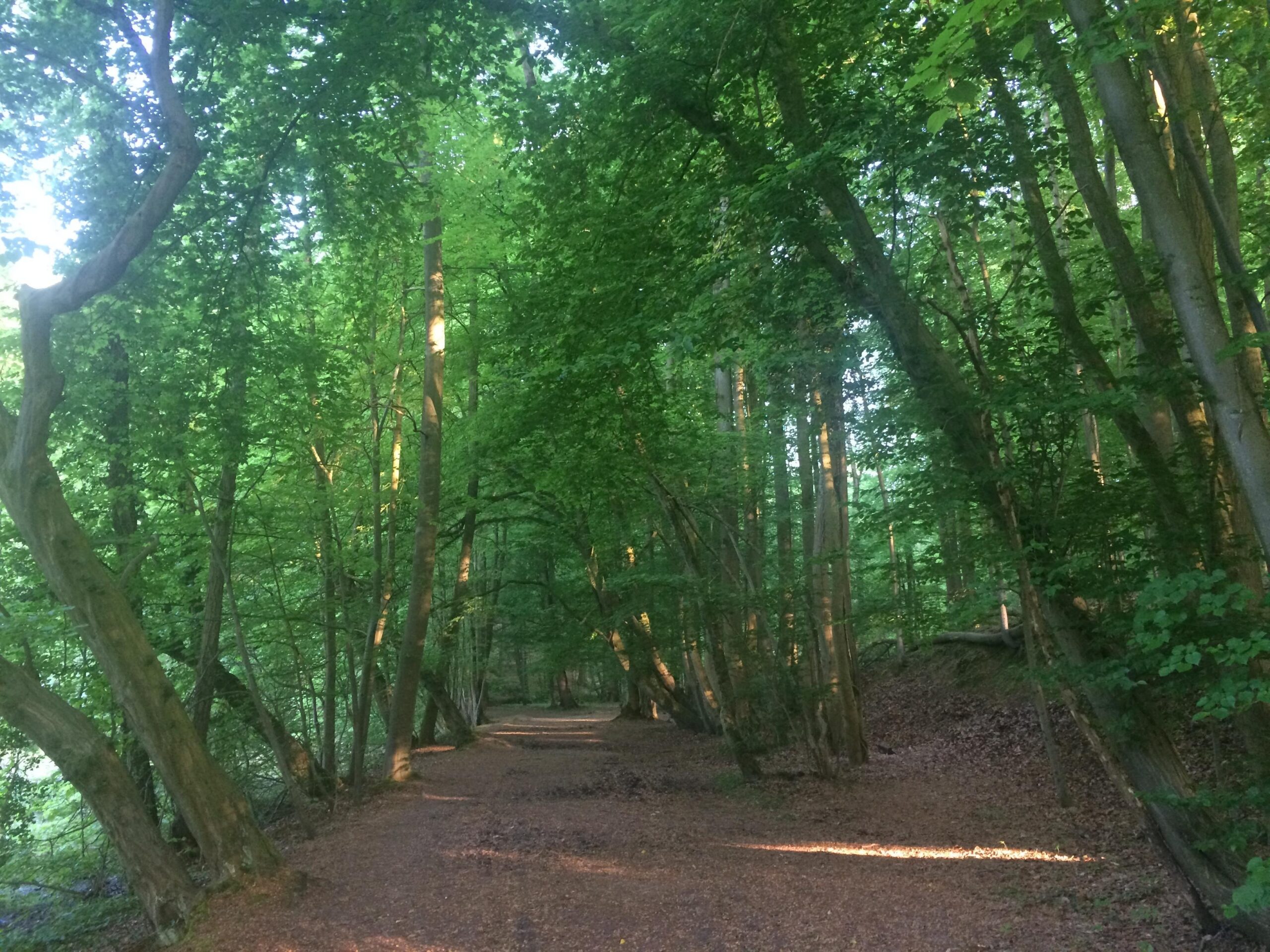 Forest path beneath tall green trees